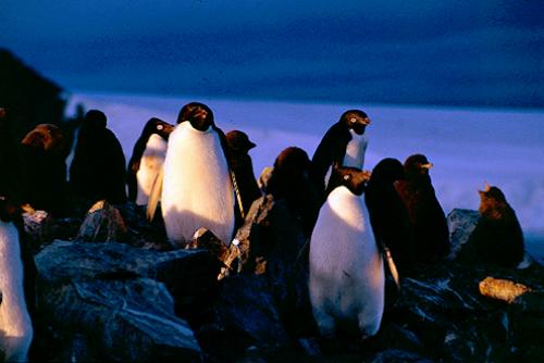 /Media/images/Product_Images/antarctic/penguin parade.jpg